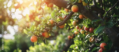 Japanese apricot fruit Youn...