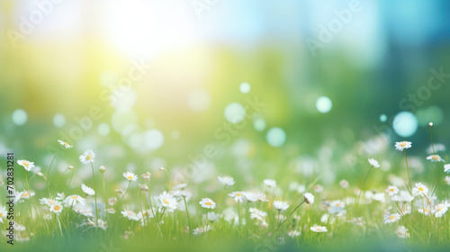 Beautiful daisy flowers on sunny spring meadow. Background with light bokeh and space for text. photo