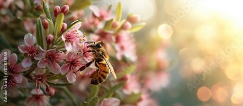 Manuka Flower with bee collecting nectar to produce medicinal Manuka Honey. with copy space image. Place for adding text or design photo