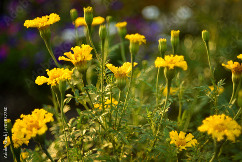 Tagetes erecta. Yellow marigold flowers in the summer garden. Large yellow flowers.