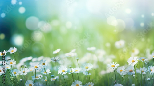 Beautiful daisy flowers on sunny spring meadow. Background with light bokeh and space for text.