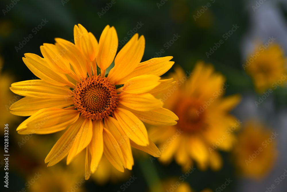The Asteraceae family. Large yellow flowers. Sunflower. The Asteraceae family. Large yellow flowers. Sunflower.