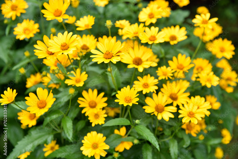 The Asteraceae family. Large yellow flowers. Sunflower. The Asteraceae family. Large yellow flowers. Sunflower.