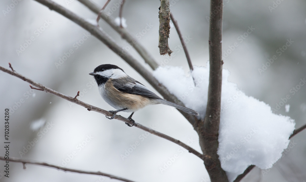 Naklejka premium Black capped chickadee on a snowy branch in a beautiful winter bird scene