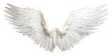 Isolated angel wings on white