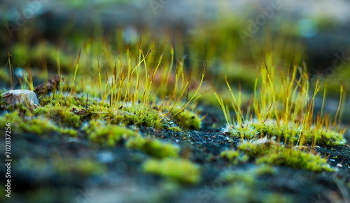 Macro shot of green moss growing on a grey rock