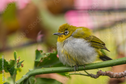 The Indian white-eye (Zosterops palpebrosus), formerly the Oriental white-eye, is a small passerine bird in the white-eye family photo