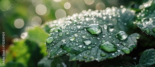 Raindrops on a leaf, depicted in the picture.