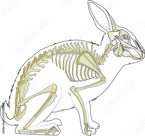 A rabbit skeleton vector illustration