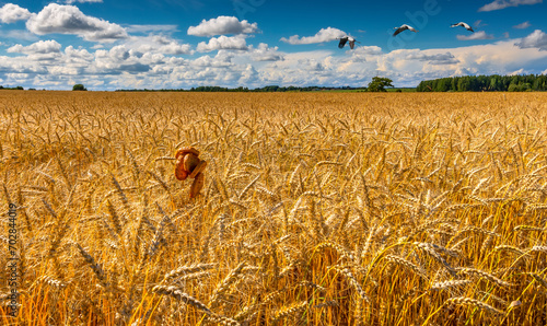 Rural landscape with field of ripening golden wheat, beautiful cumulus clouds...