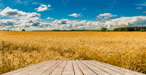 Agricultural landscape image with field of ripe wheat or rye for sustainable ...