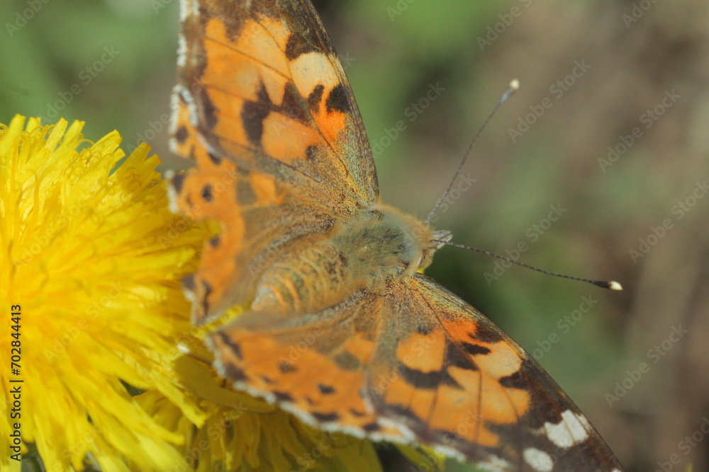 Obraz premium butterfly on flower