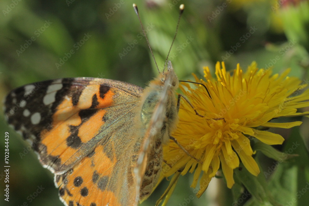 Obraz premium butterfly on flower