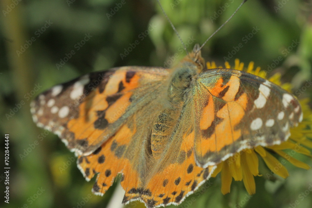 butterfly on a flower butterfly on a flower