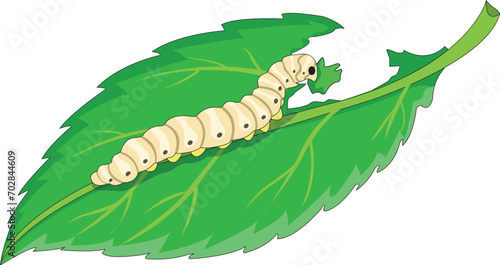 Silkworm isolated on white background