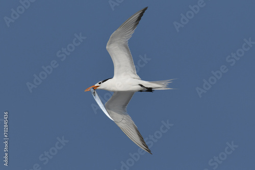 Royal tern with fish Jacksonville, Fl
