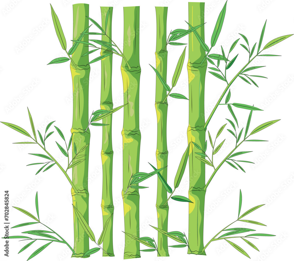 Sugarcane isolated on white background Sugarcane isolated on white background