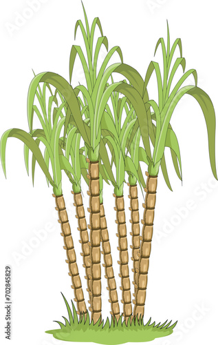 Sugarcane plant isolated on white background