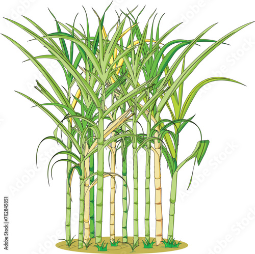 Sugarcane plant isolated vector illustration