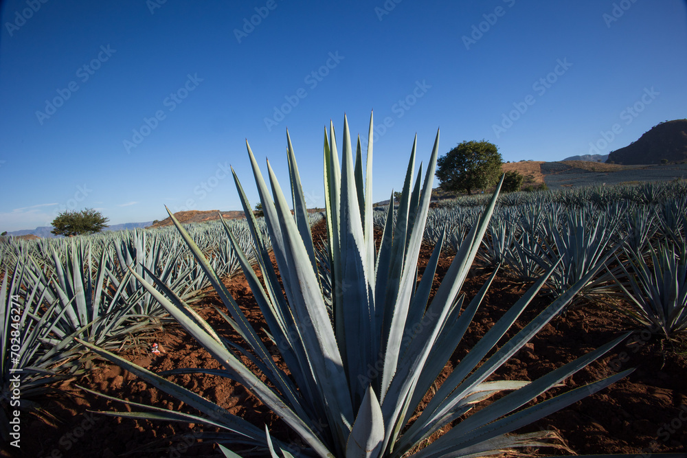 Campo de agave Tequilana wever con el que se produce tequila durante el amanecer a vista del volcán de tequila