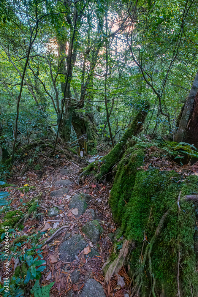 Obraz premium Shiratani Unsuikyo Ravine Trail, Yakushima, Japan