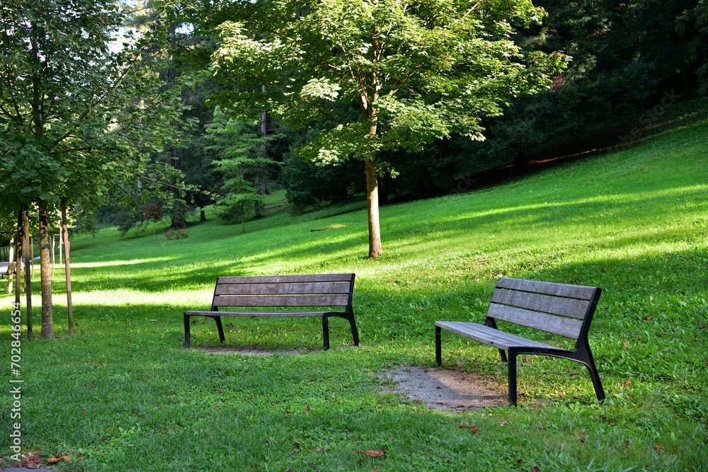 Forest recreation park for tourists with trees and benches for relaxation