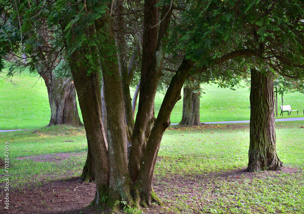 Wooden rest benches in the park on the mowed meadow for guests
