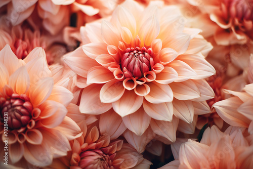 peach fezz colored dahlias in full bloom  with exquisite detail and soft petals creating a serene floral display.