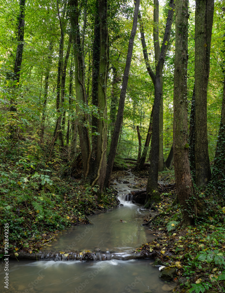 Obraz premium The waterfall in green forest