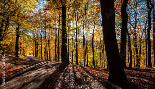 Fototapeta Naklejka Na Ścianę i Meble -  Indian summer panorama in beech forest near Iserlohn Sauerland Germany with small street and vibrant colorful leaves, strong fagus boles and foliage backlit by bright low sun on a late autumn day.