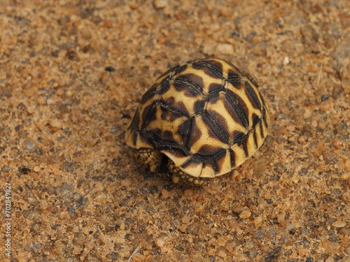 wild turtles in sri lanka