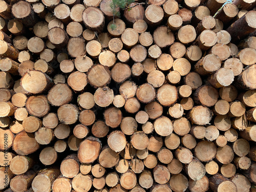 Fotografie Many large tree trunks stacked