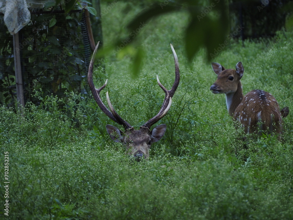 Fototapeta premium wild deer in sri lanka