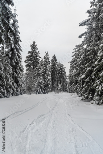 Snow covered forest with trail in winter Moravskoslezske Beskydy mountains in Czech republic
