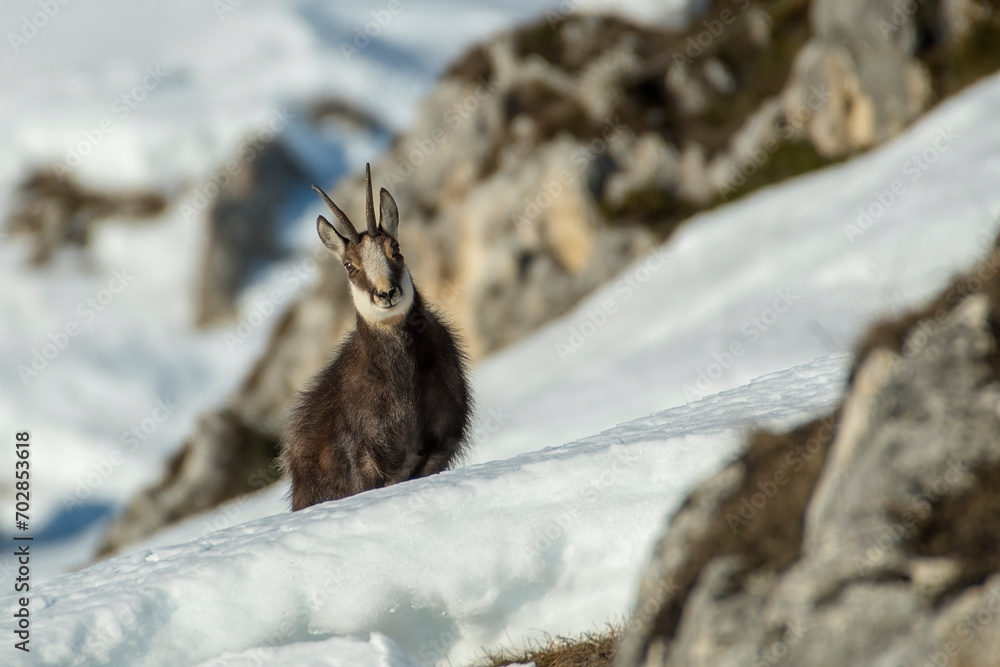 Strong male alpine chamois facing a steep snowy slope, approaching wild mountain goat, Winter, Alps Mountains, Rupicapra rupicapra.