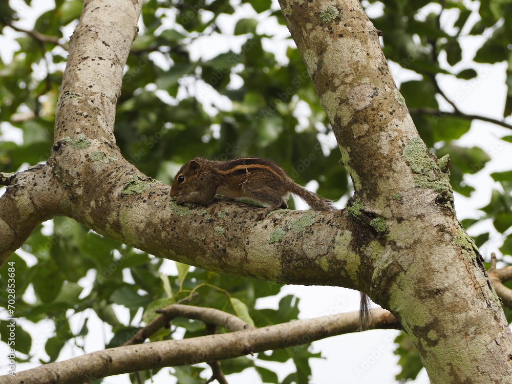 wild squirrel in sri lanka