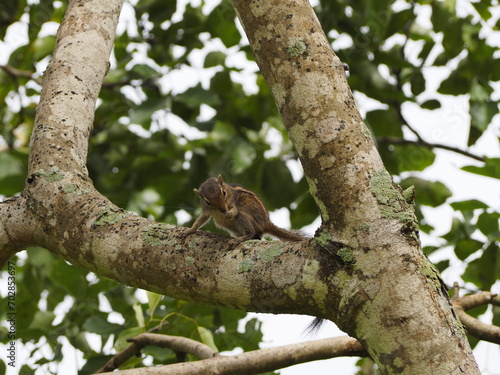 wild squirrel in sri lanka