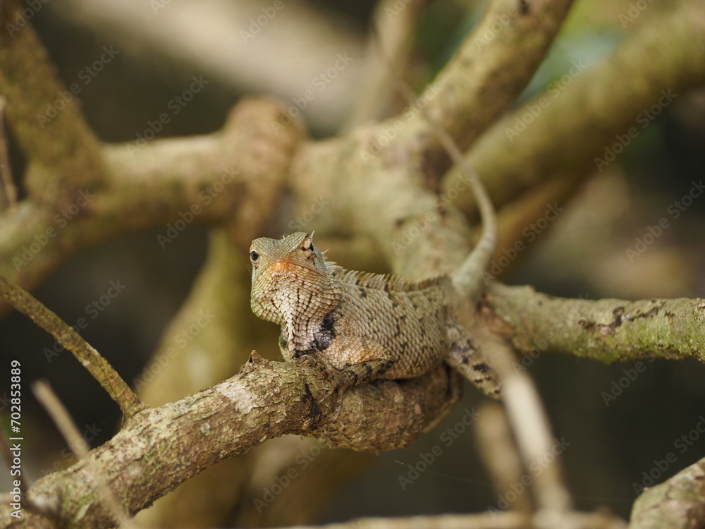 wild lizard in sri lanka