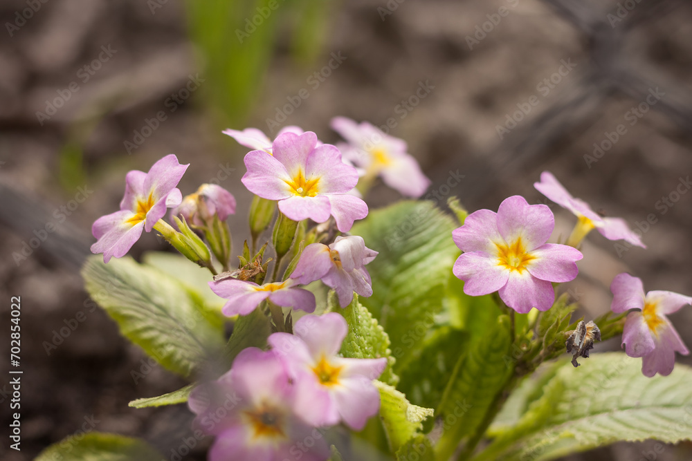 Primrose primula flowers among the plants in the garden. Small depth of field Primrose primula flowers among the plants in the garden. Small depth of field
