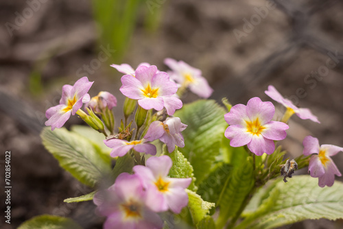 Primrose primula flowers among the plants in the garden. Small depth of field