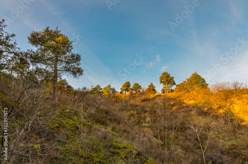 pine forest on Mount Mtatsminda slopes (Tbilisi, Georgia)