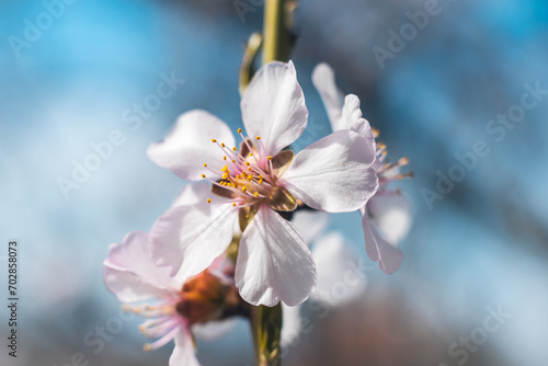 Blooming almond trees