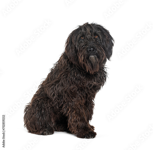 Bergamasco Shepherd, isolated on white