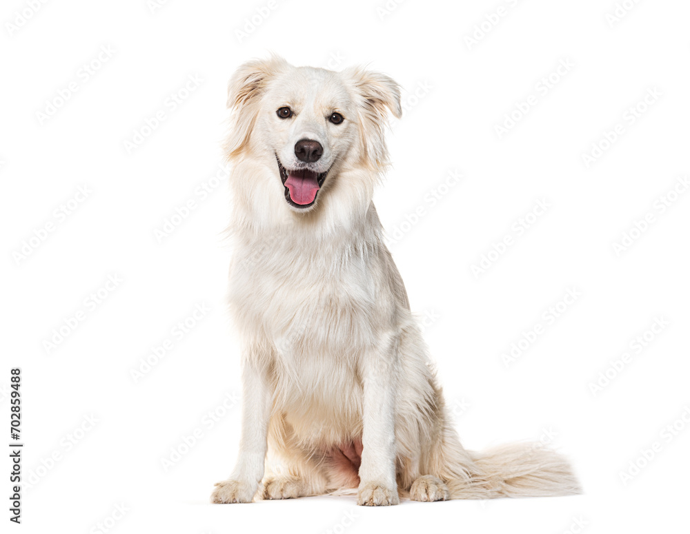 Sitting White EE Border collie panting and looking at the camera, isolated on white Sitting White EE Border collie panting and looking at the camera, isolated on white