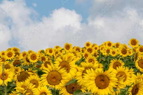 Sunflower in field under blue sky
