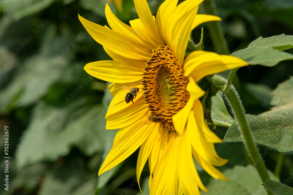 Bumble bee flying to the sunflower 3 Bumble bee flying to the sunflower 3