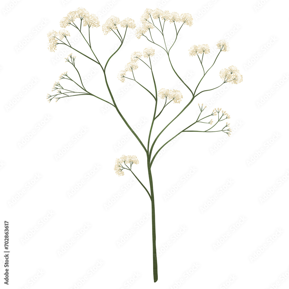 Baby Breath Flower. Cream color. Dry flowers in pastel colors. transparent background
