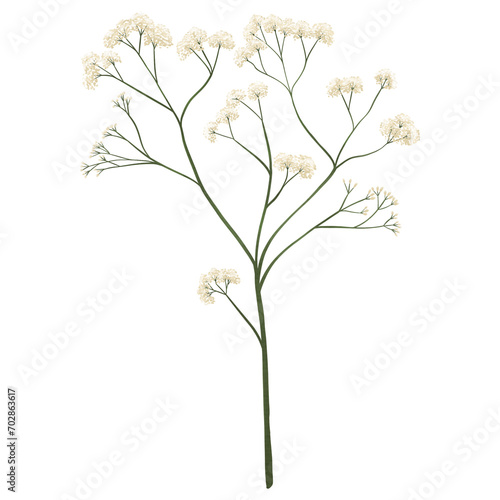Baby Breath Flower. Cream color. Dry flowers in pastel colors. transparent background