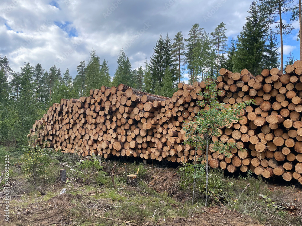 Many large tree trunks stacked