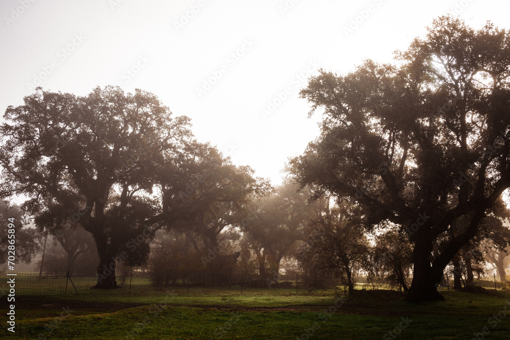 A Romantic Journey on the Lonely Road. A Misty Morning on the Spanish Countryside Road A Romantic Journey on the Lonely Road. A Misty Morning on the Spanish Countryside Road